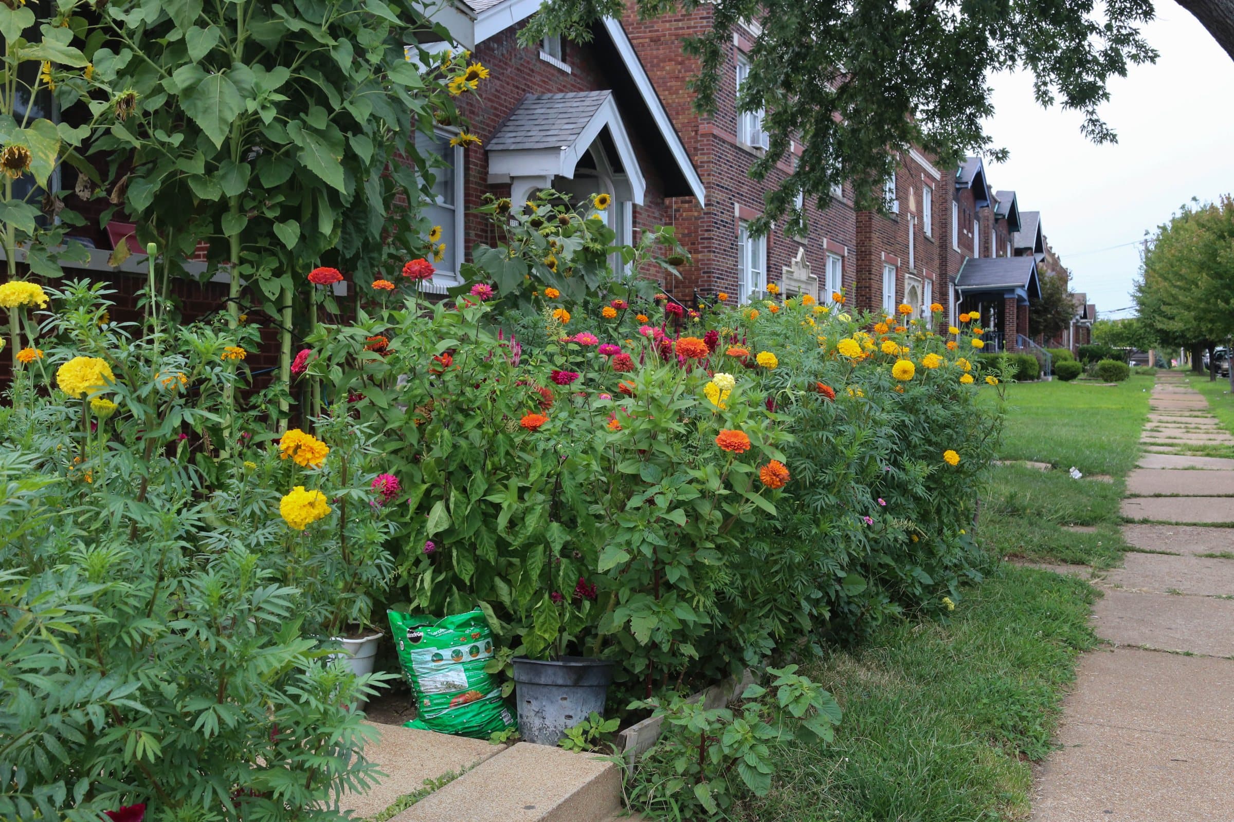 Front-yard flower garden planted by Peña Landscape Studio