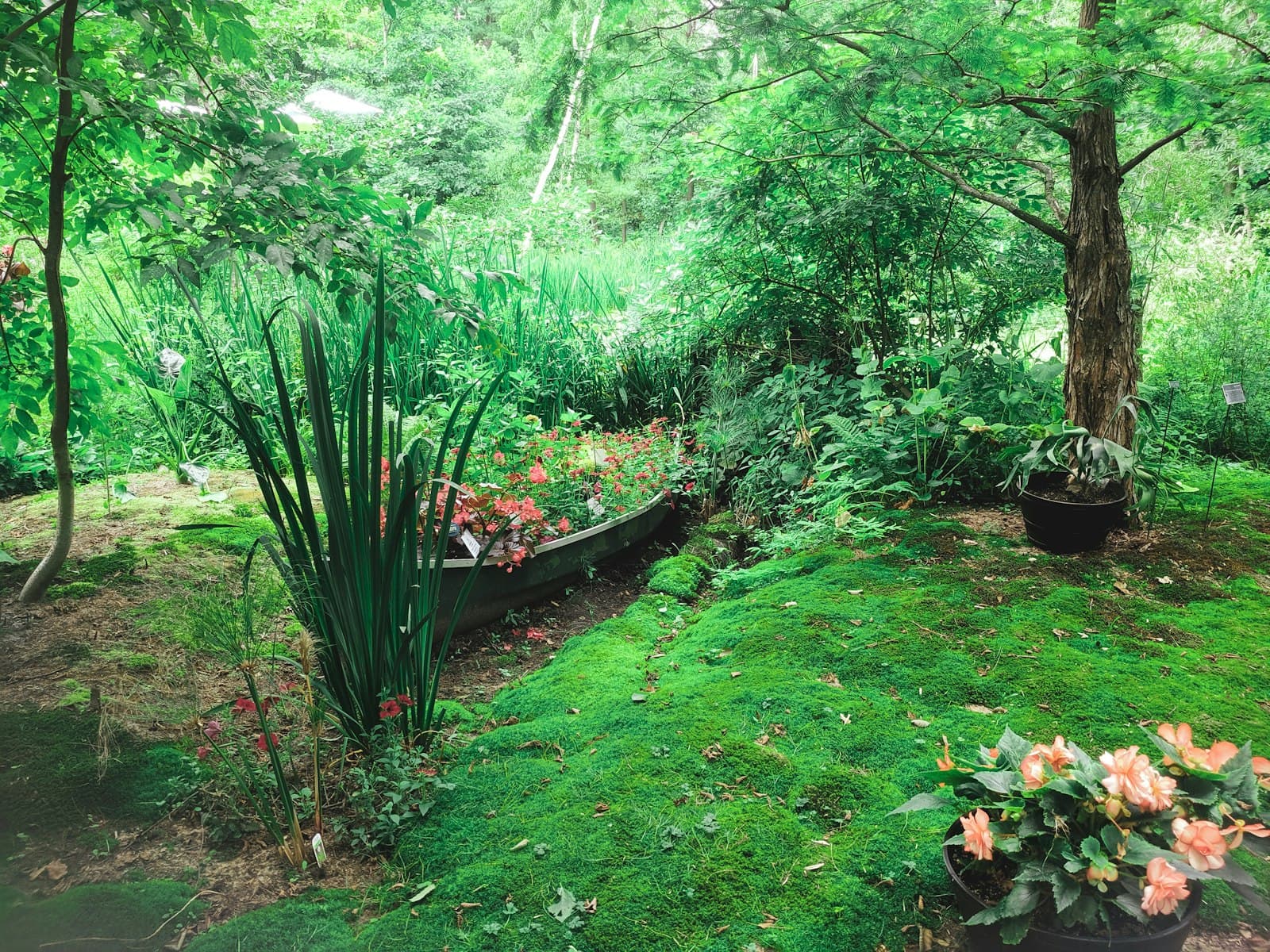 Lawn and border bed